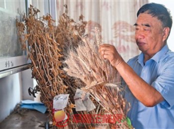 安徽省阜陽(yáng)市太和縣種糧大戶(hù)徐淙祥——追夢(mèng)科學(xué)種田路