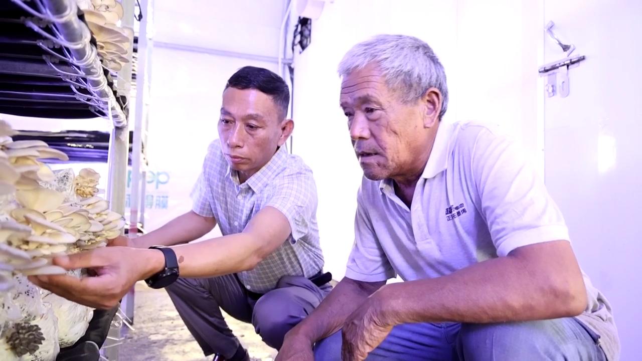 阜陽(yáng)市潁東區(qū)：富硒蘑菇帶來致富新“硒”望